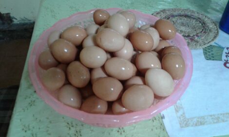 Huevos artesanales de patio
