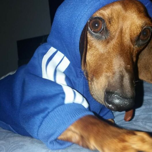 Accesorios y ropa para tu Mascota