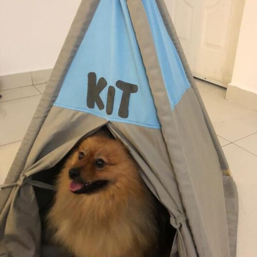 Hogar y Jardinería Tipi Mascota Mediano Tipi Mascota Mediano