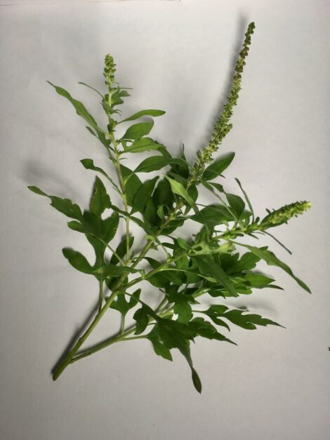 Artemisia o Altamisa 8 gr.