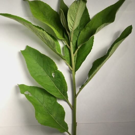 Salvia cimarrona 8 gr.