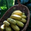 Banano – Guineo