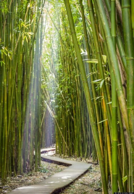 Parque Summit. Bamboo .