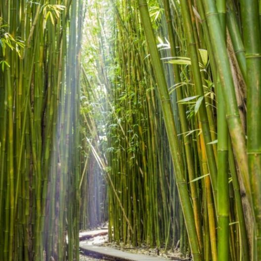 Viajes, Turismo y Estadías ¡Celebremos la vida! Programa recreativo para adultos mayores Parque Summit. Bamboo .