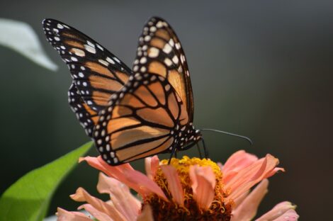 Mariposa posando sobre flor