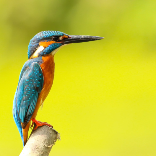 Bolso Pouch ‘Colibrí’