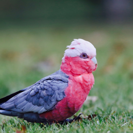Bolso Pouch ‘Tindú’