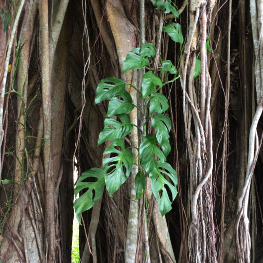 Accesorios y Joyería Cuello ‘Monstera’ Arbol con hojas de monstera