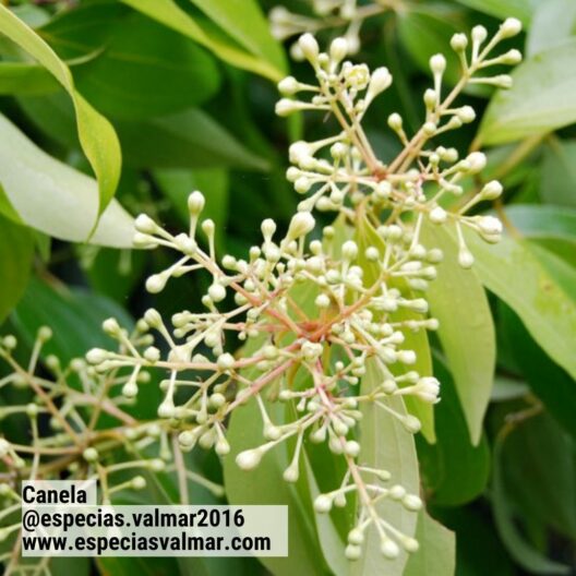 Canela - Flor - Especias Valmar