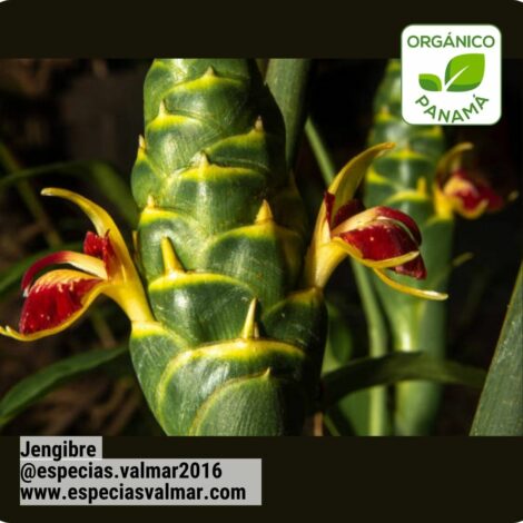 Jengibre - Flor - Especias Valmar