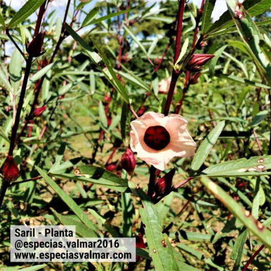 Saril - Flor - Especias Valmar