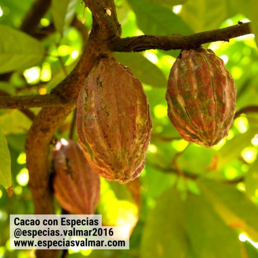 Cacao con Especias - Cacao - Especias Valmar