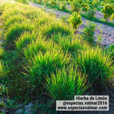 Hierba de Limón - Plantas - Especias Valmar