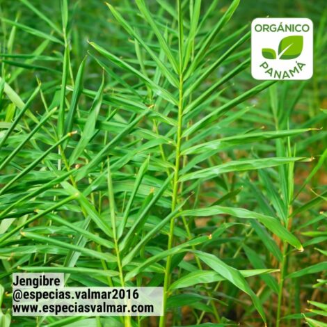 Jengibre - Planta - Especias Valmar