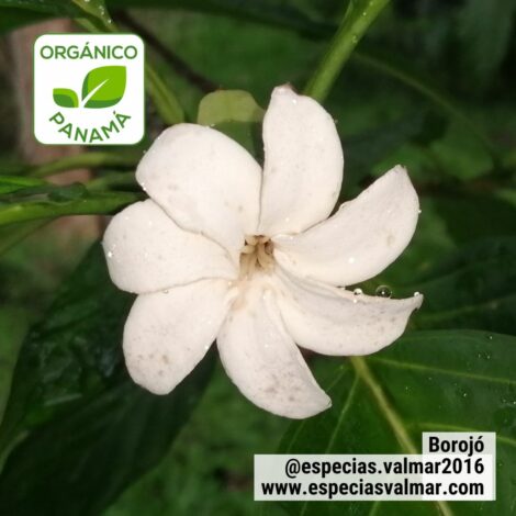 Borojó Orgánico – 50 gramos