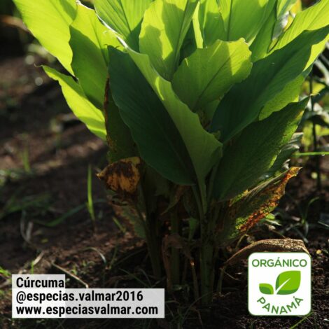 Cúrcuma - Planta - Especias Valmar