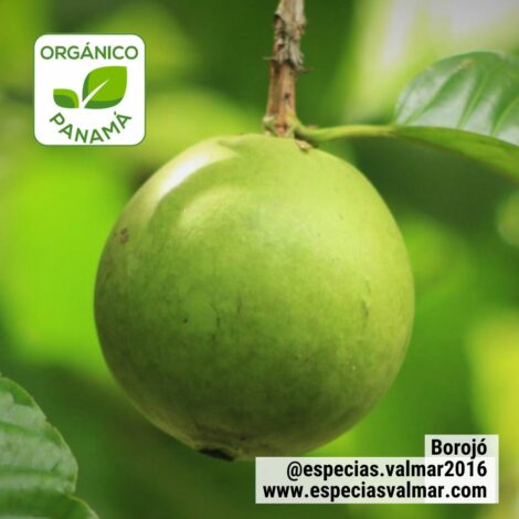 Borojó - Fruta