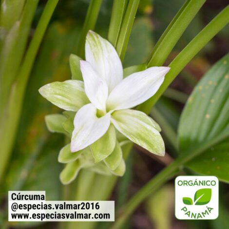 Cúrcuma - Flor - Especias Valmar